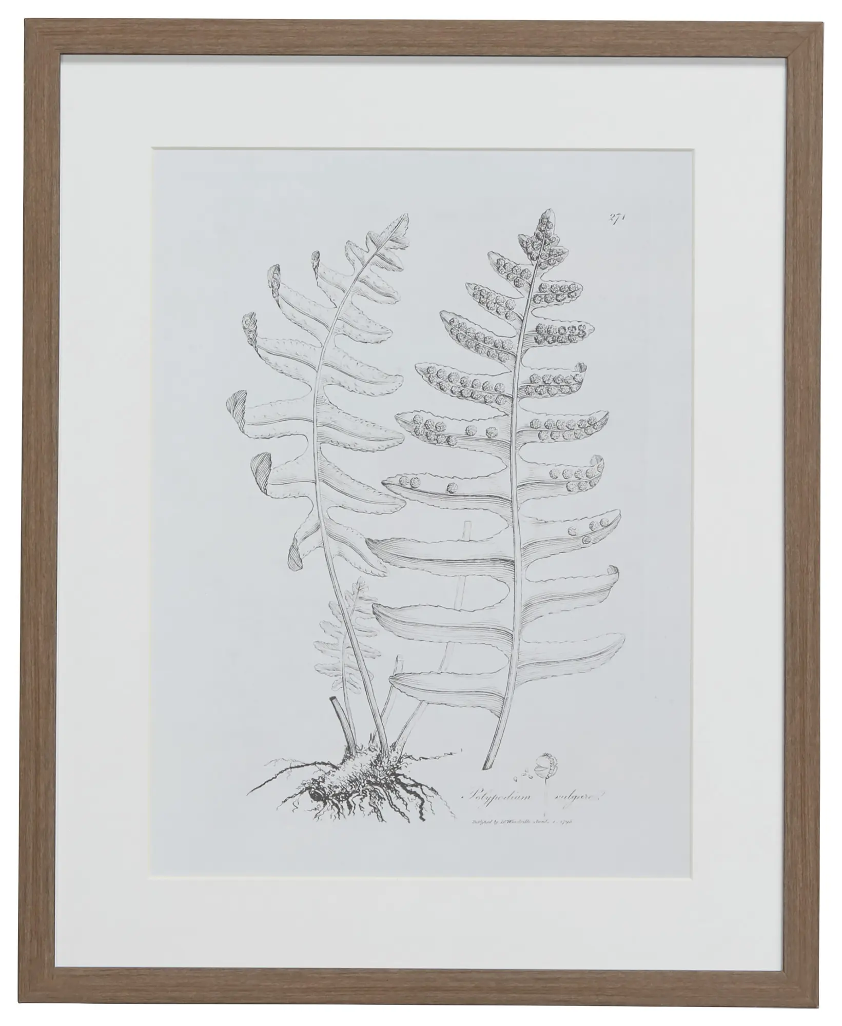 Foliole Gray Framed Wall Art Foliole Gray Framed Wall Art