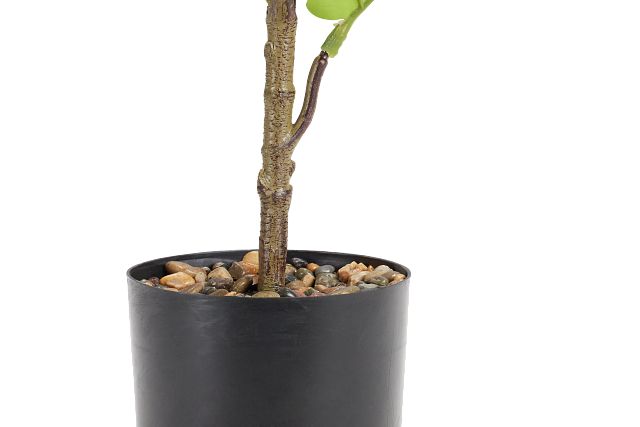 Ficus Lyrata 47" Greenery