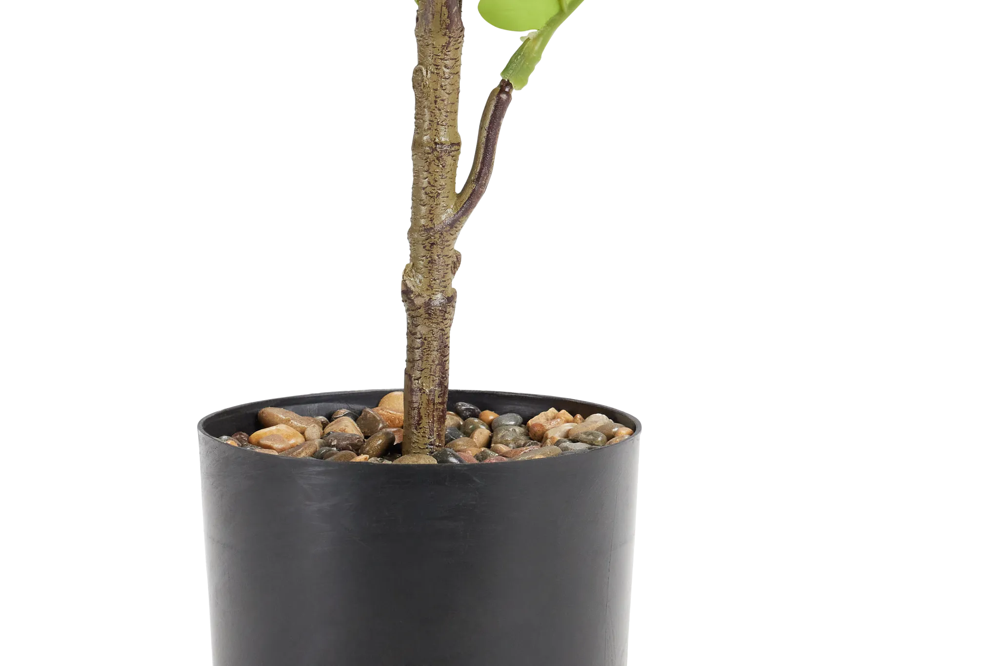 Ficus Lyrata 47" Greenery