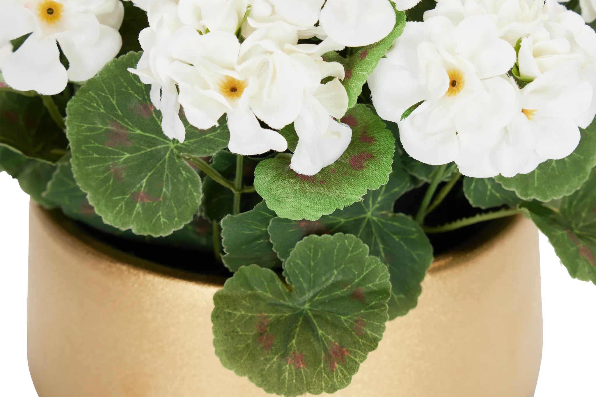 Begonia White 11" Floral Arrangement