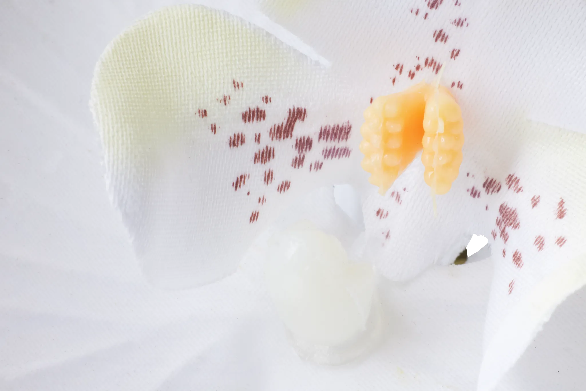 Potted Gold 24" Orchid