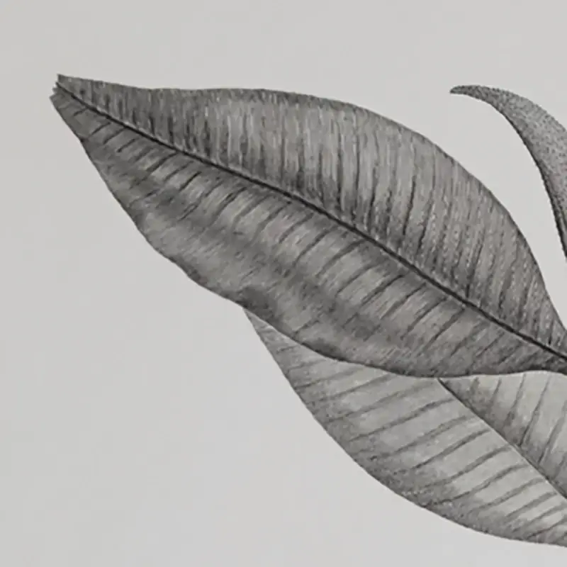 Gray Gray
