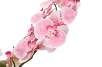 Phalaenopsis 35" Pink Orchid