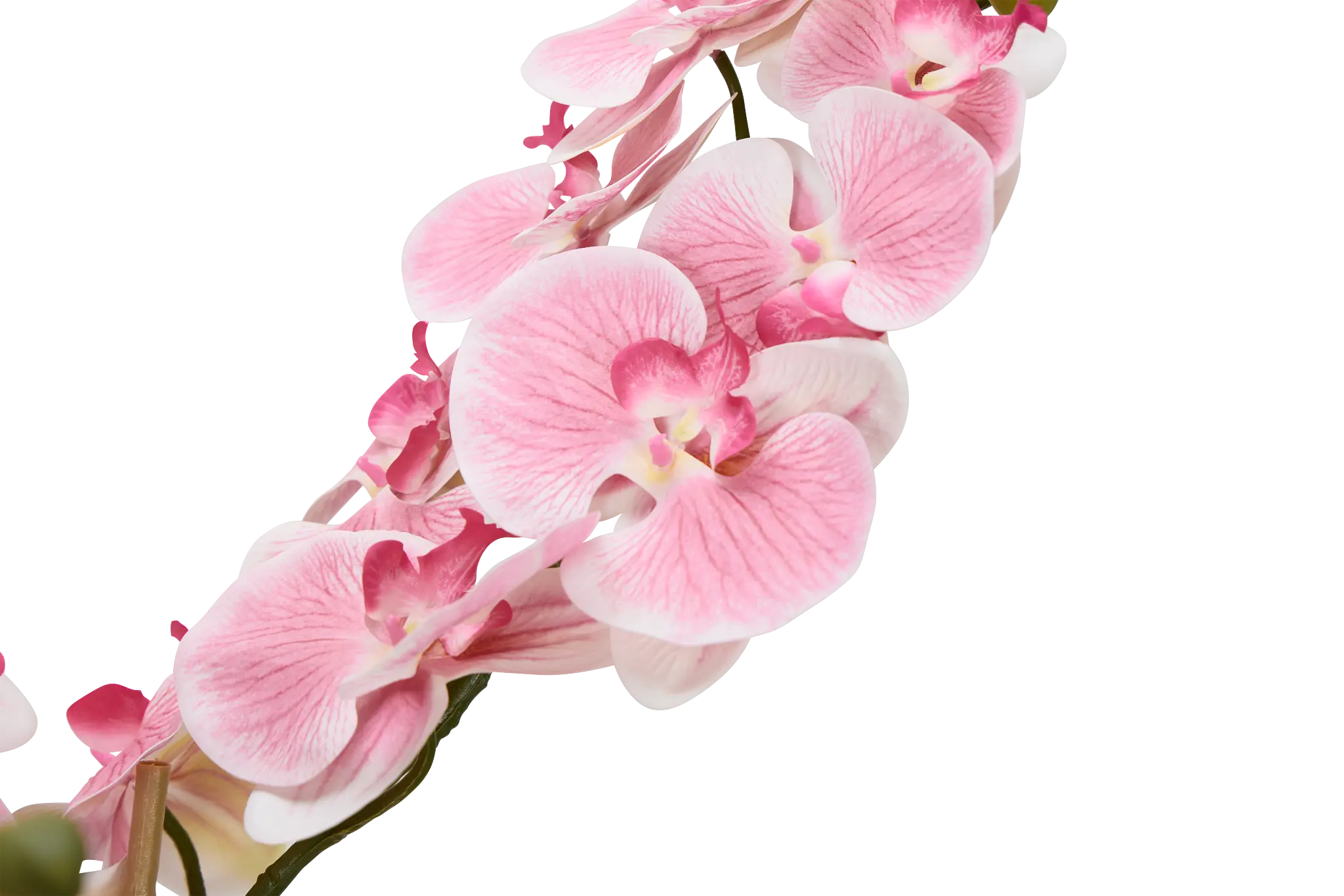 Phalaenopsis 35" Pink Orchid Phalaenopsis 35" Pink Orchid