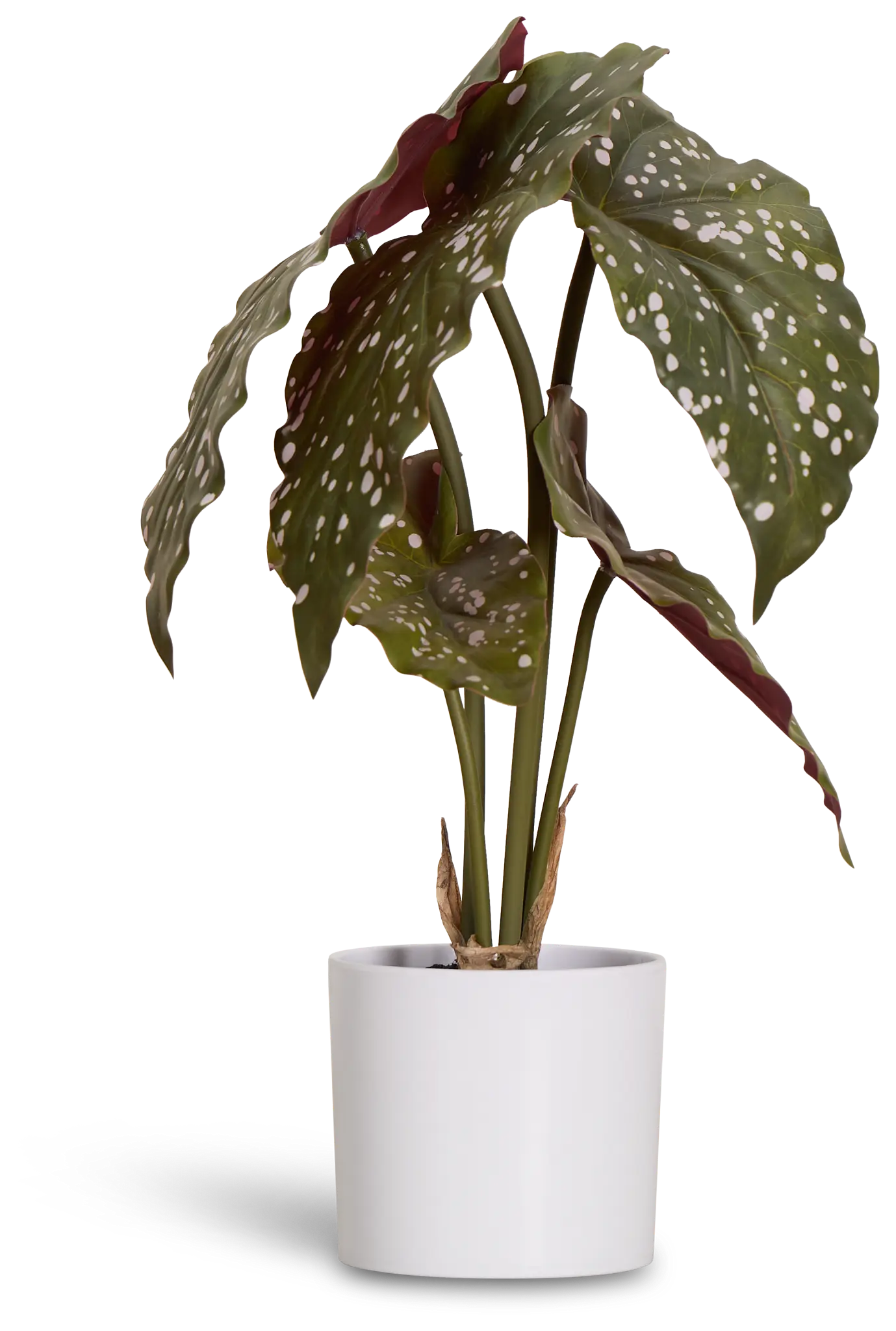 Begonia Greenery Begonia Greenery