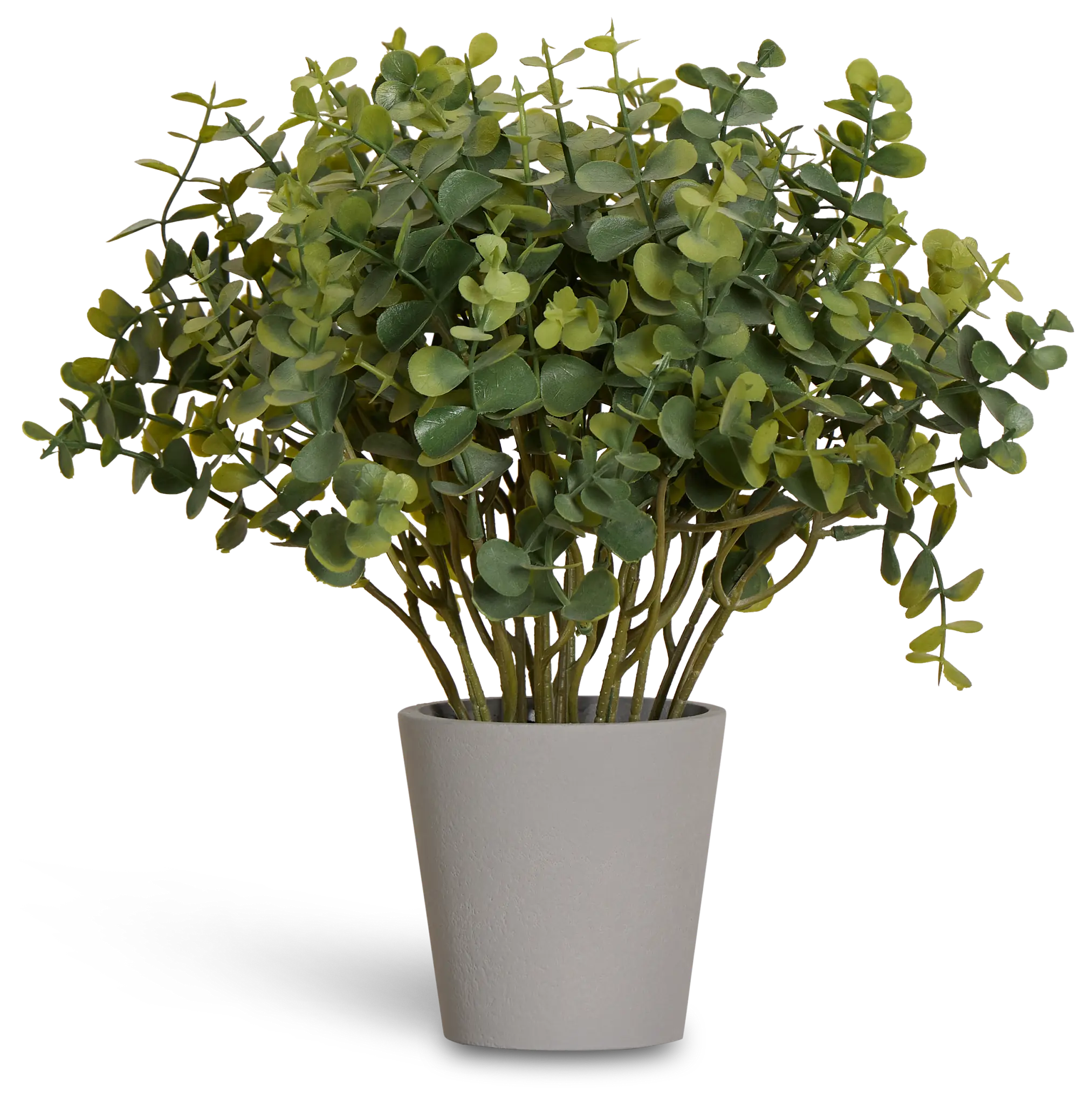Eucalyptus Small Greenery Eucalyptus Small Greenery