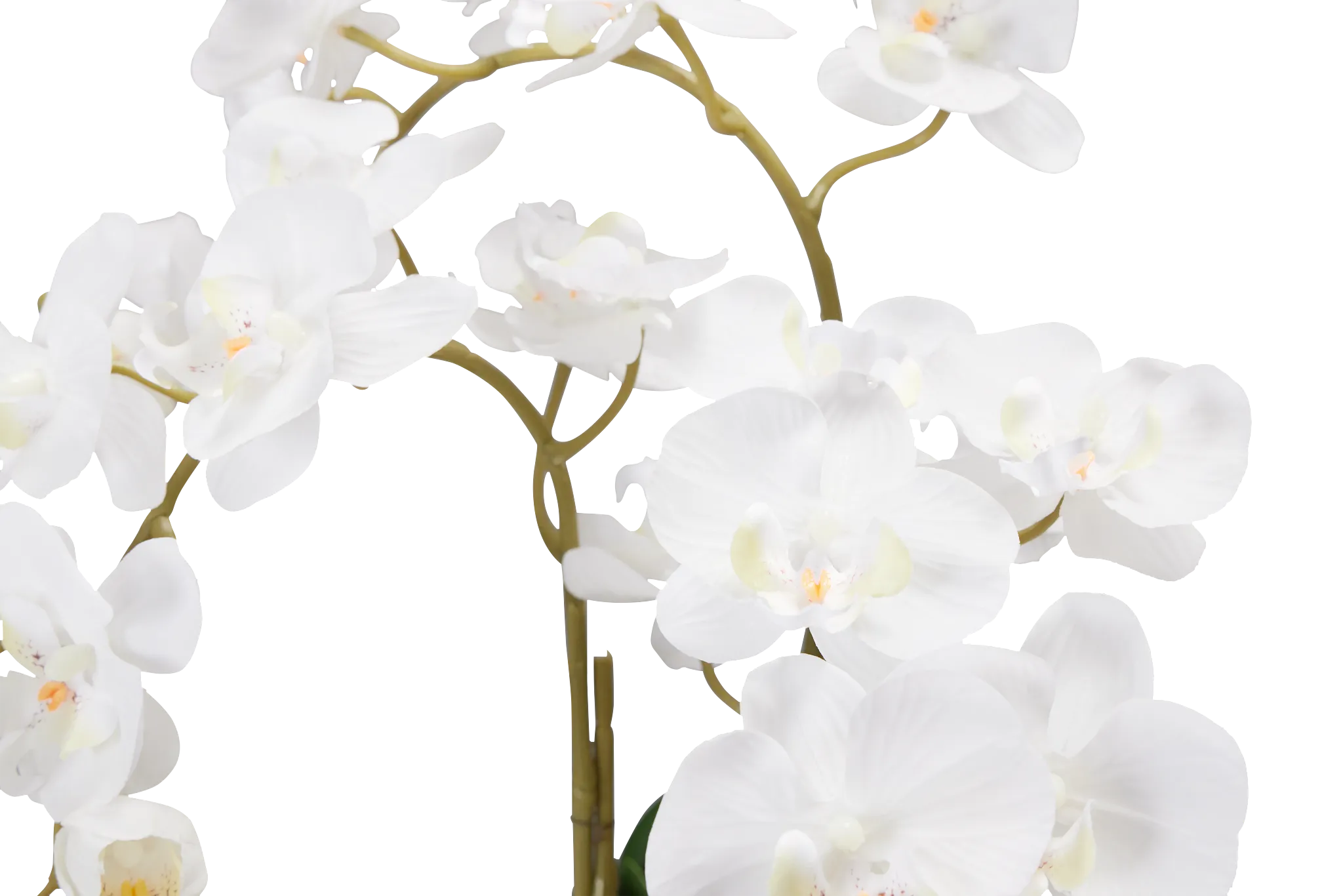 Potted Gold 24" Orchid