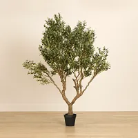 Olive 7' Tree