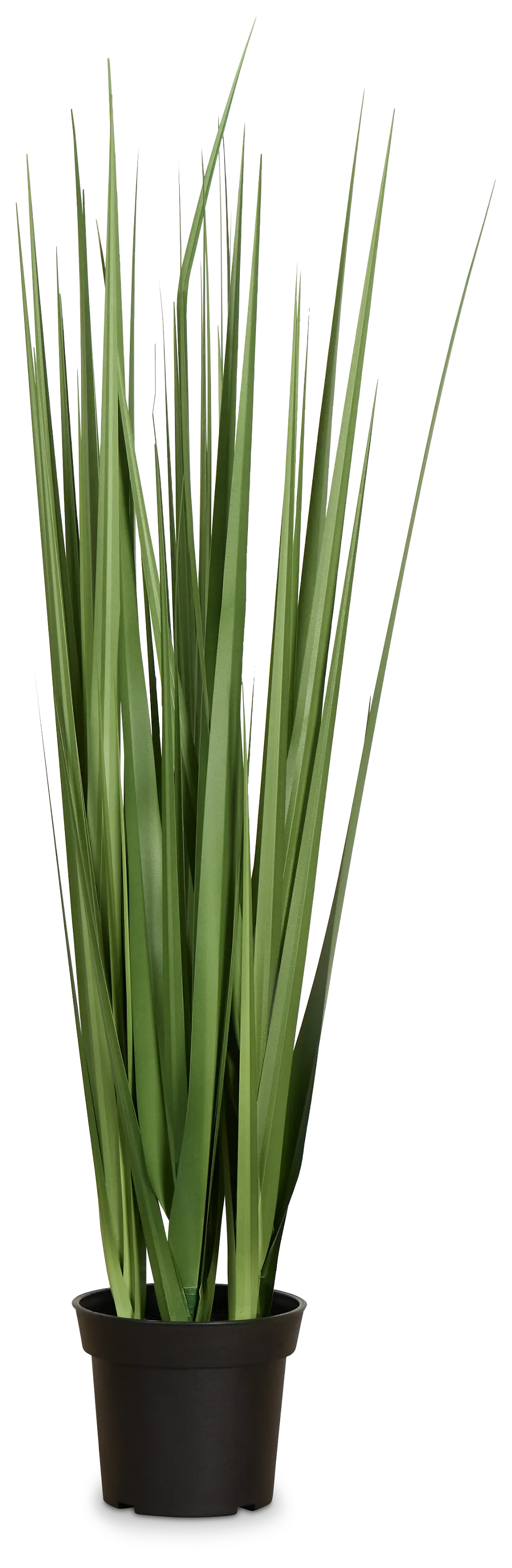 Lemon 3' Grass Lemon 3' Grass