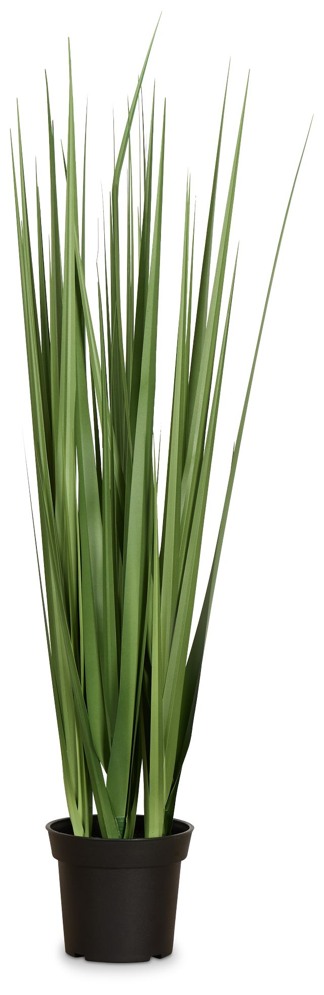 Lemon 3' Grass