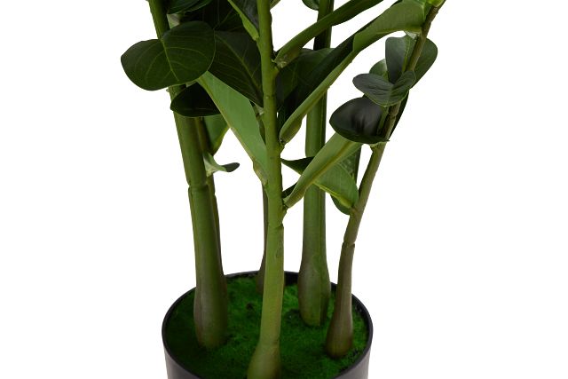 Zamioculcas Green 29" Greenery