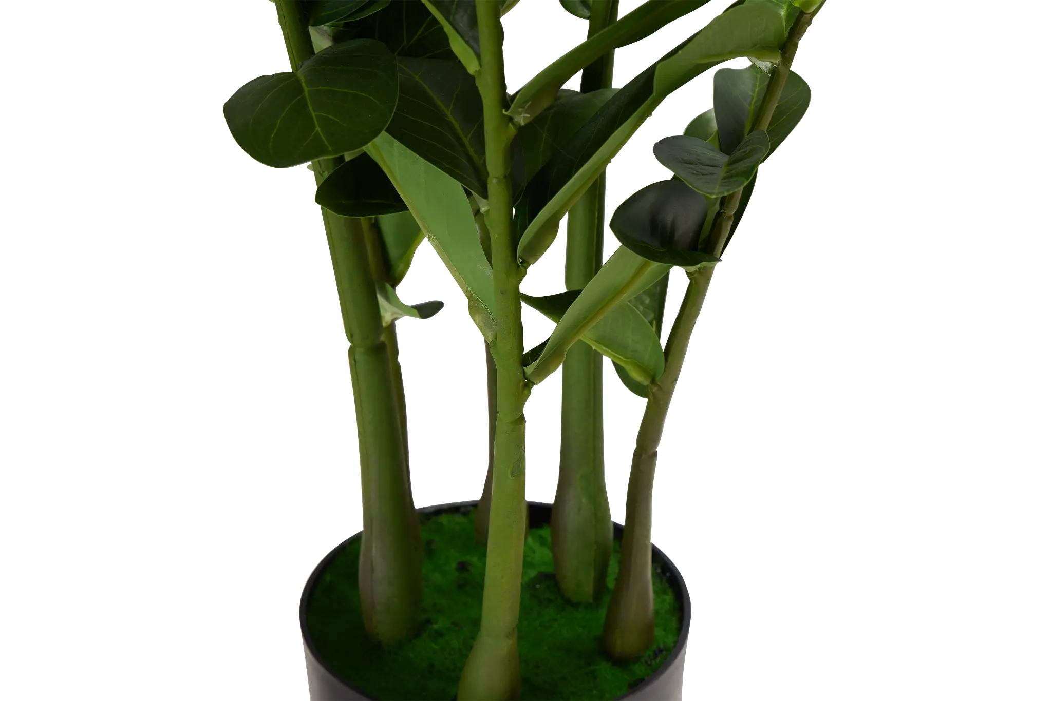 Zamioculcas Green 29" Greenery Zamioculcas Green 29" Greenery