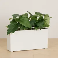 Caladium 11.5" Greenery