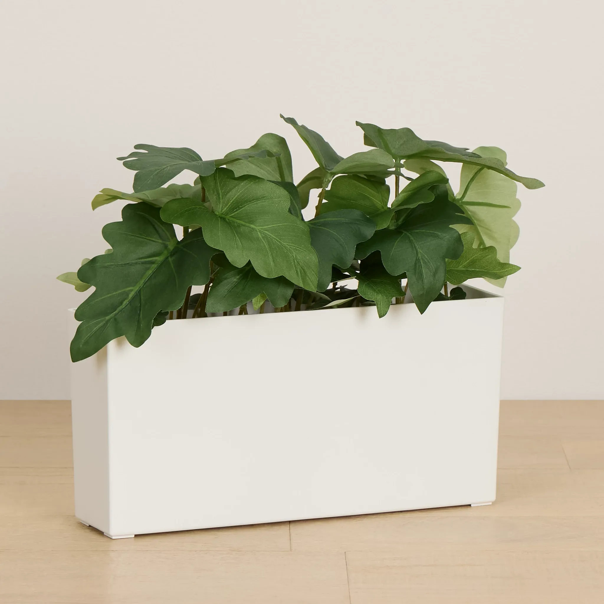 Caladium 11.5" Greenery