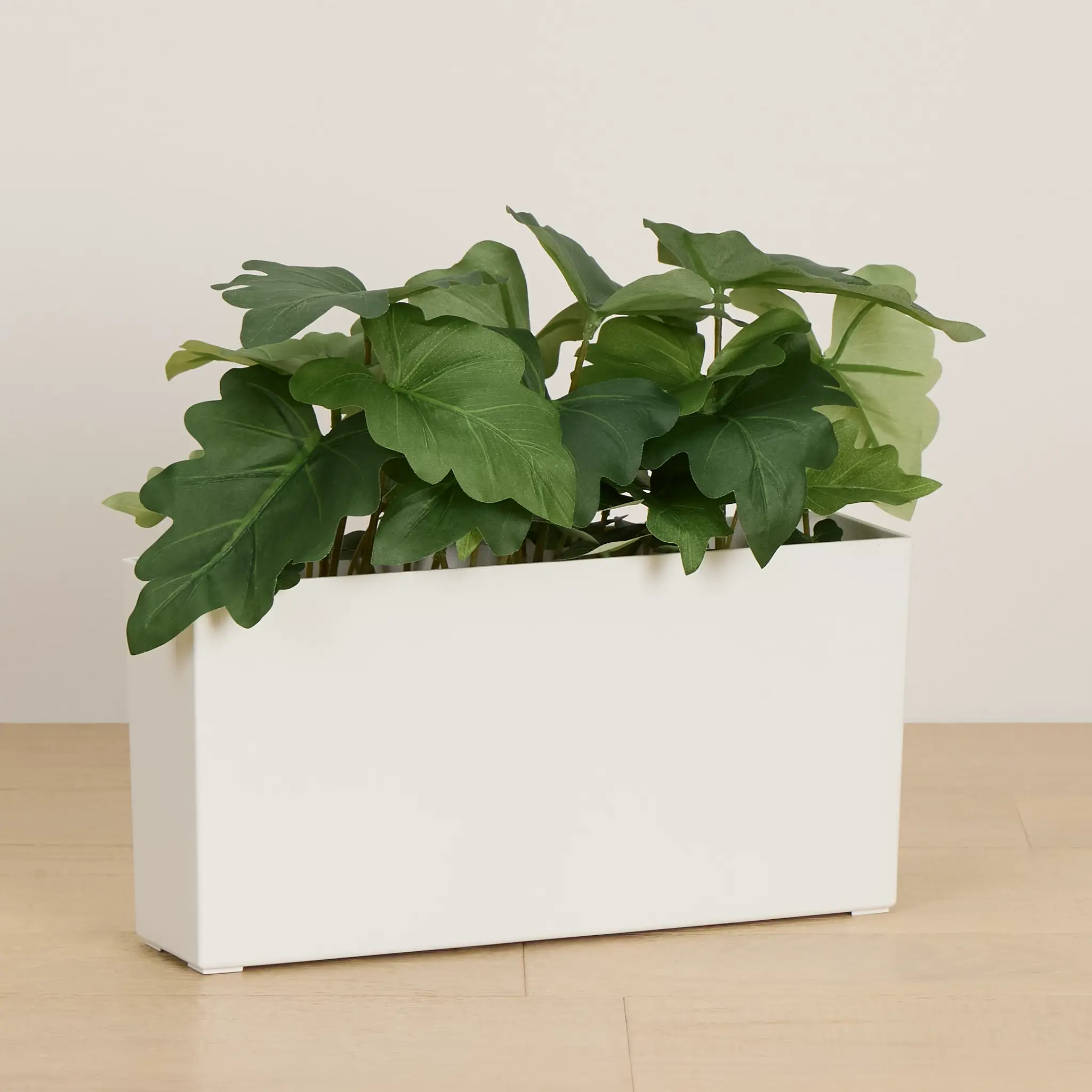 Caladium 11.5" Greenery Caladium 11.5" Greenery