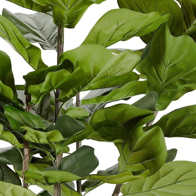 Maeve 6.5' Fiddle Fig Tree