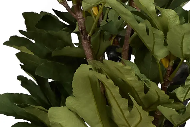 Fig 6' Tree Fig 6' Tree