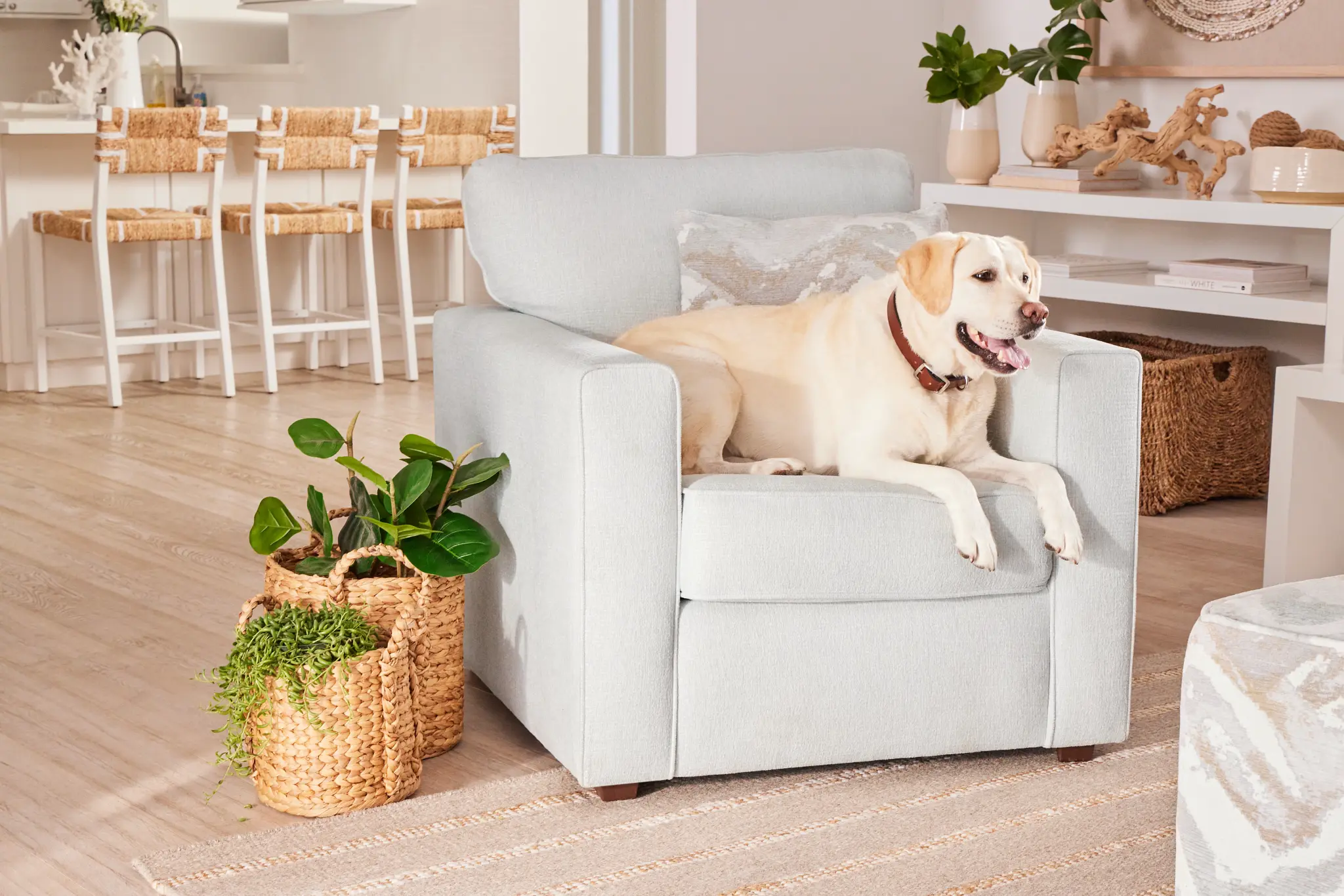 3. Pet-Friendly Odor Removal Tips for Upholstery