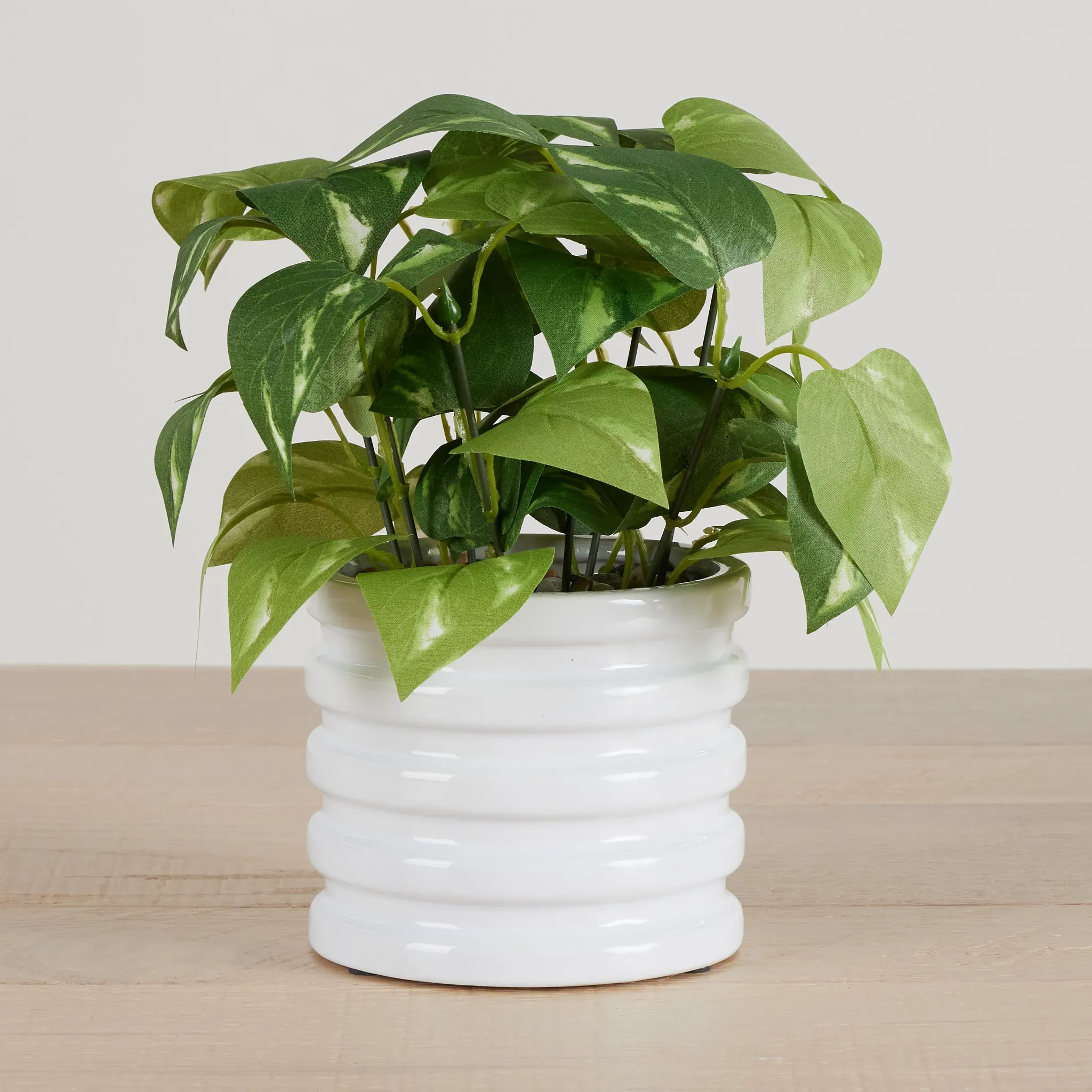 Devils Ivy 10.5" Greenery