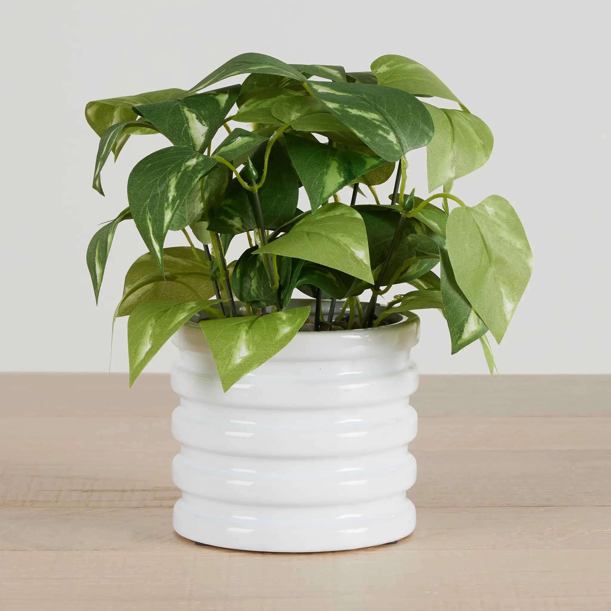 Devils Ivy 10.5" Greenery Devils Ivy 10.5" Greenery