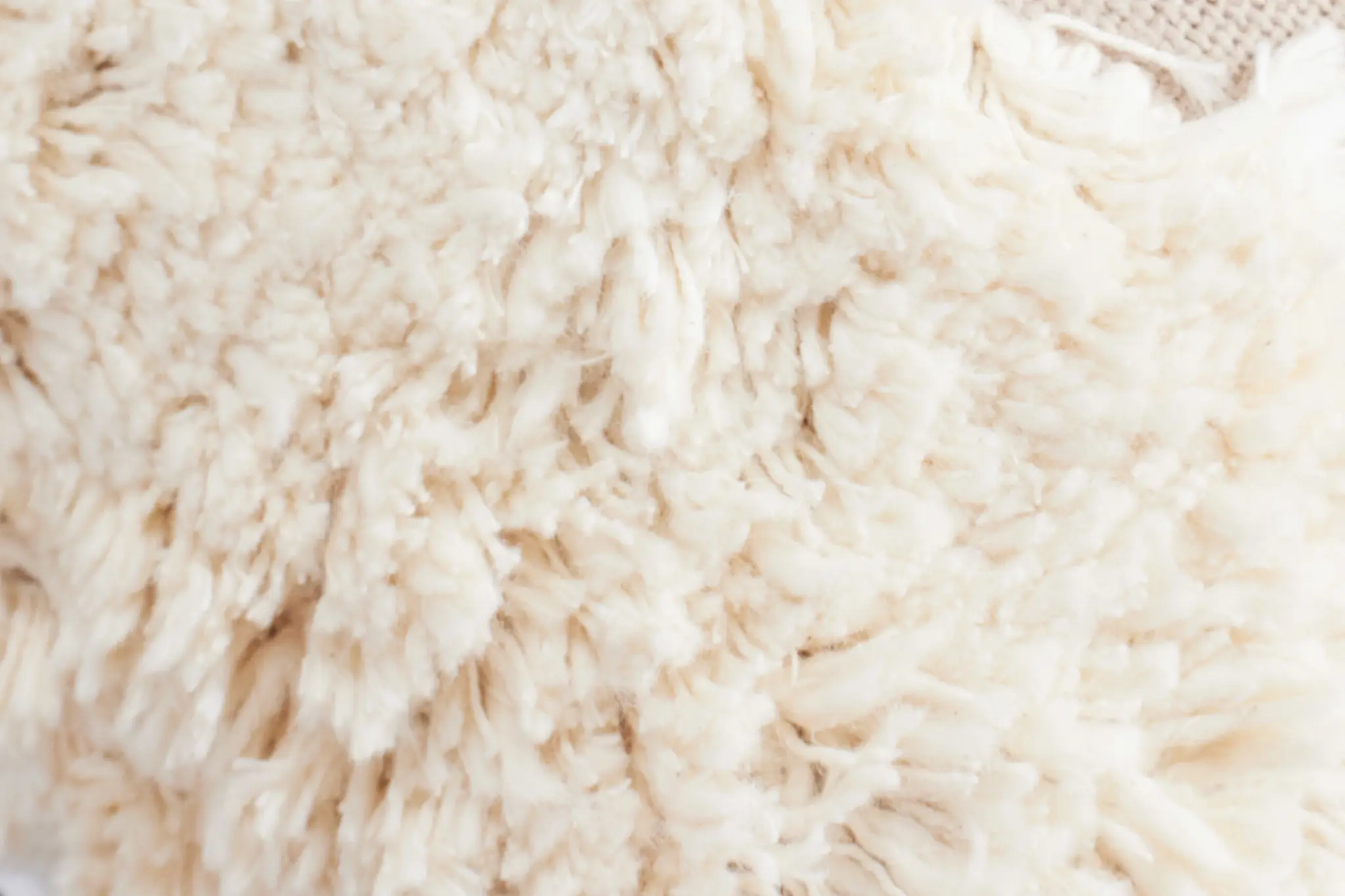 Ivory Ivory
