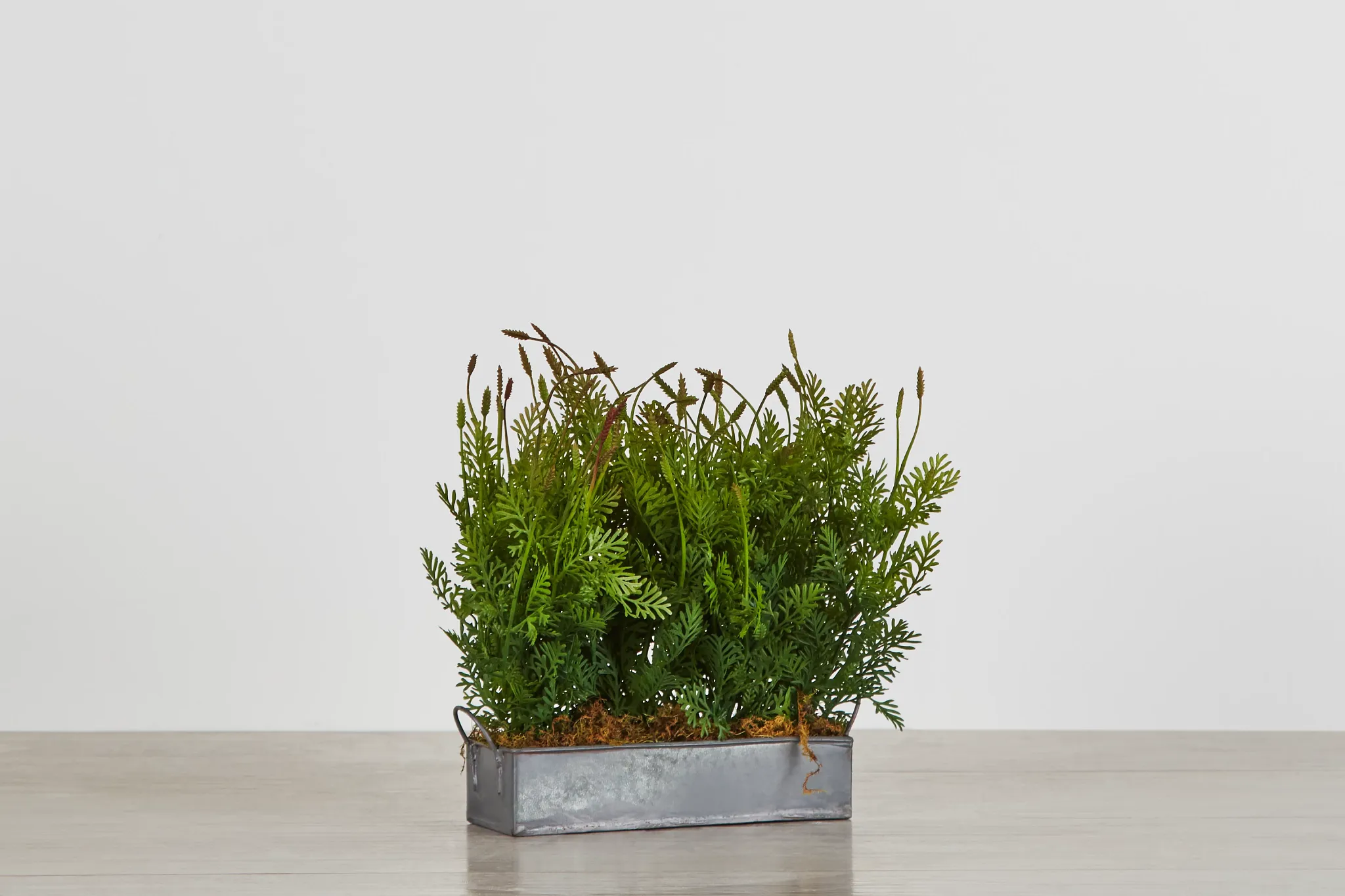 Fernleaf Cement Square Greenery