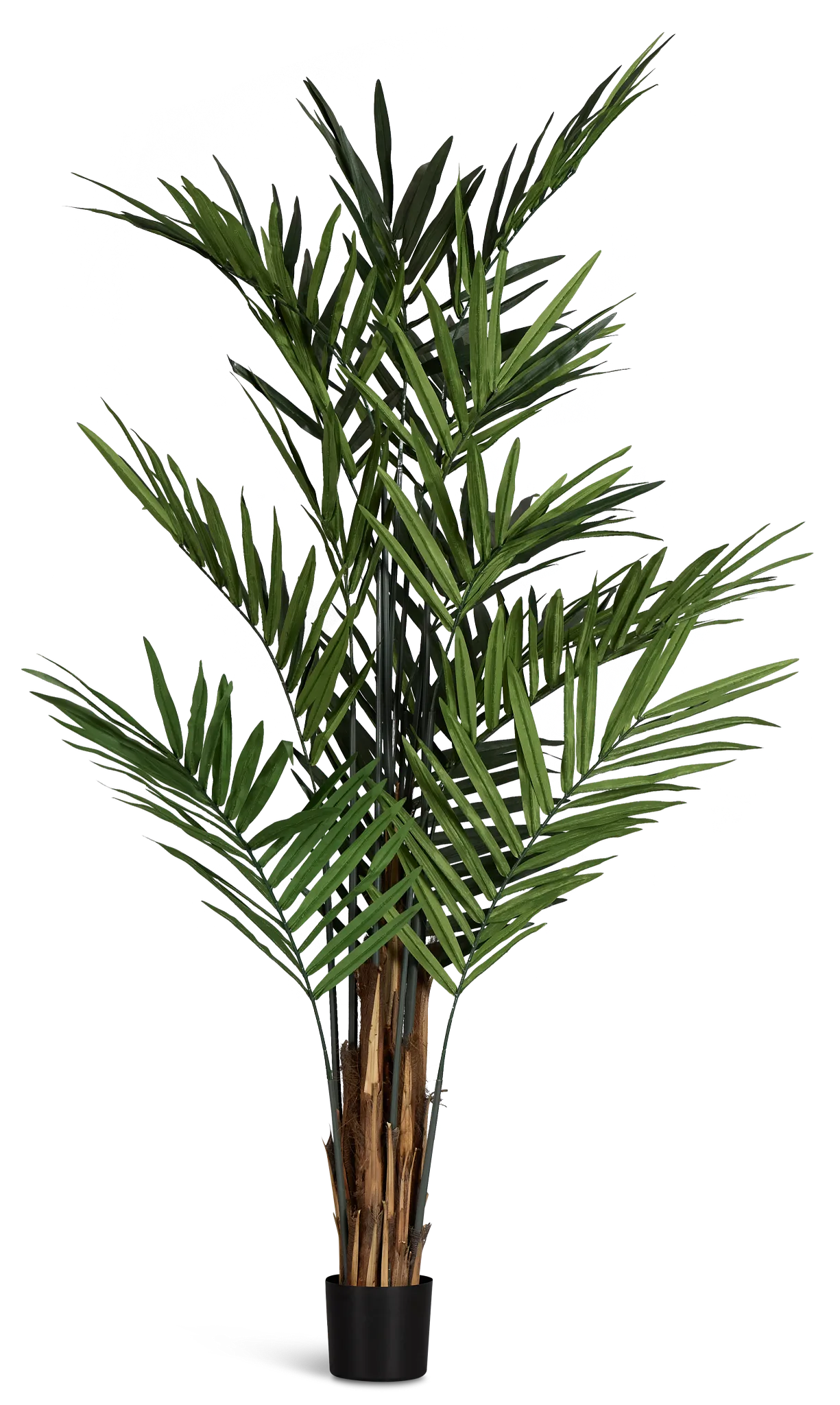 Koa 7' Palm