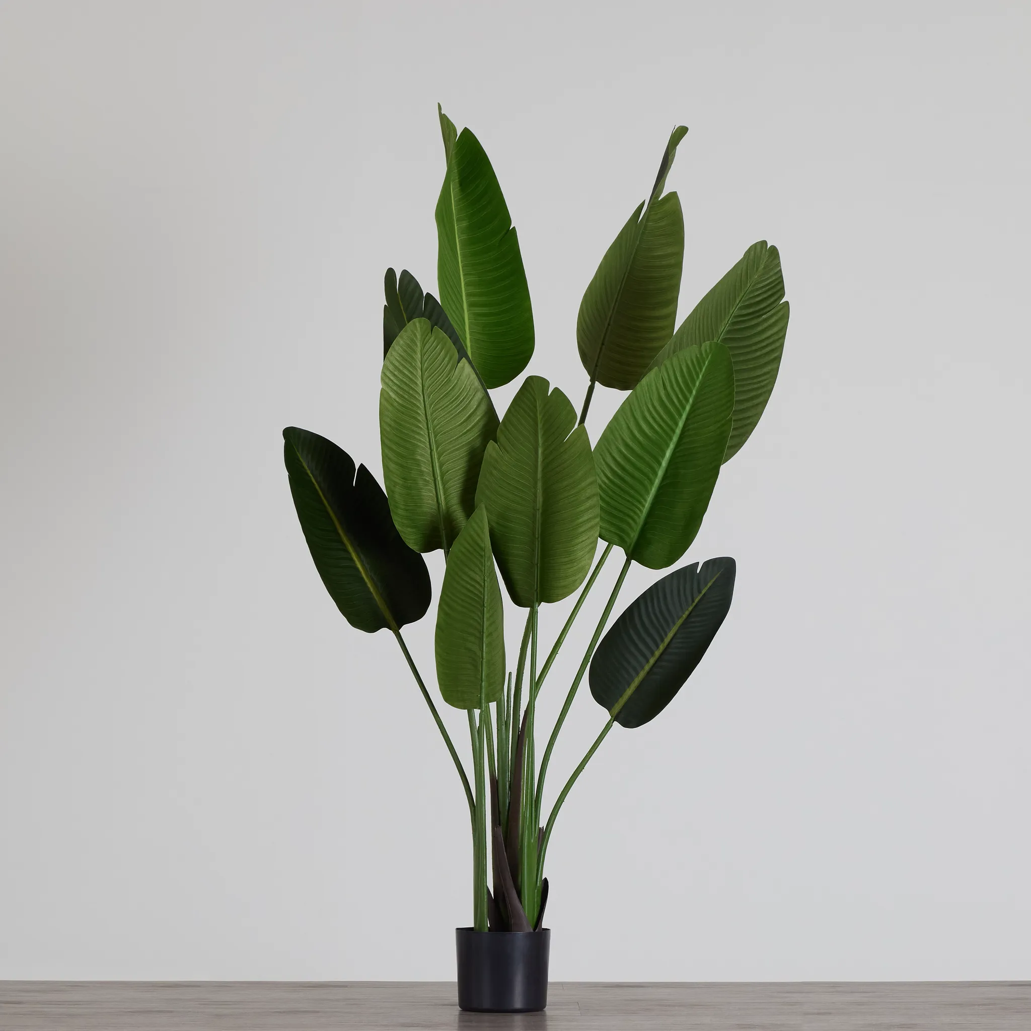 Birds Of Paradise 62" Palm