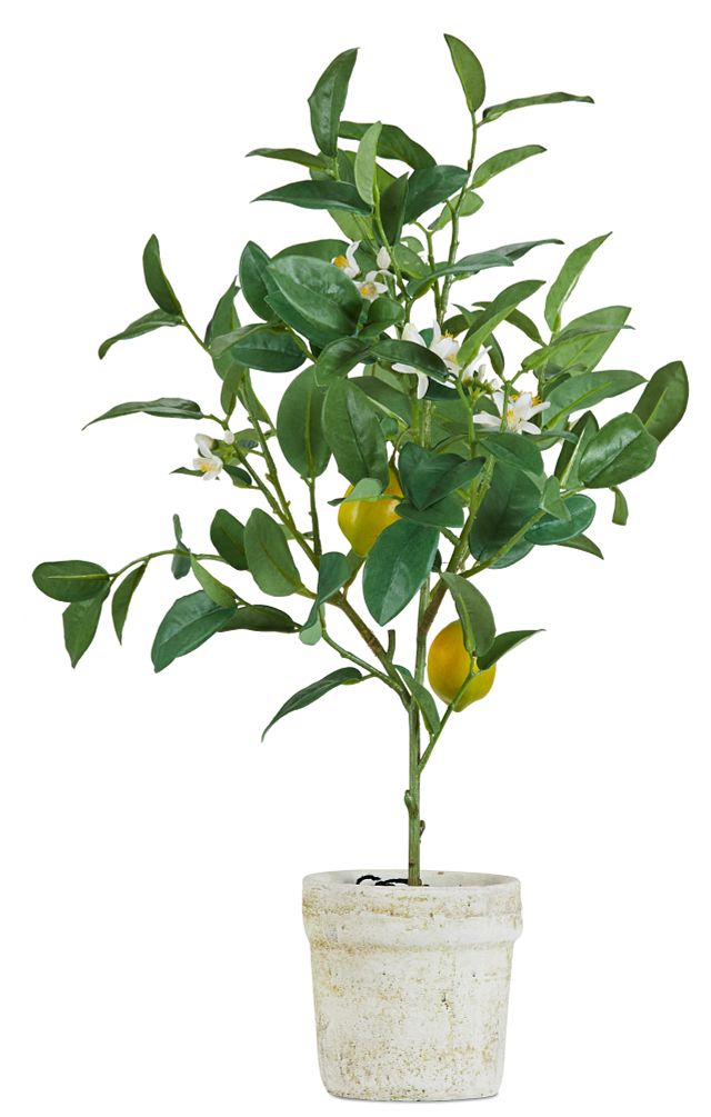 Lemon Tree