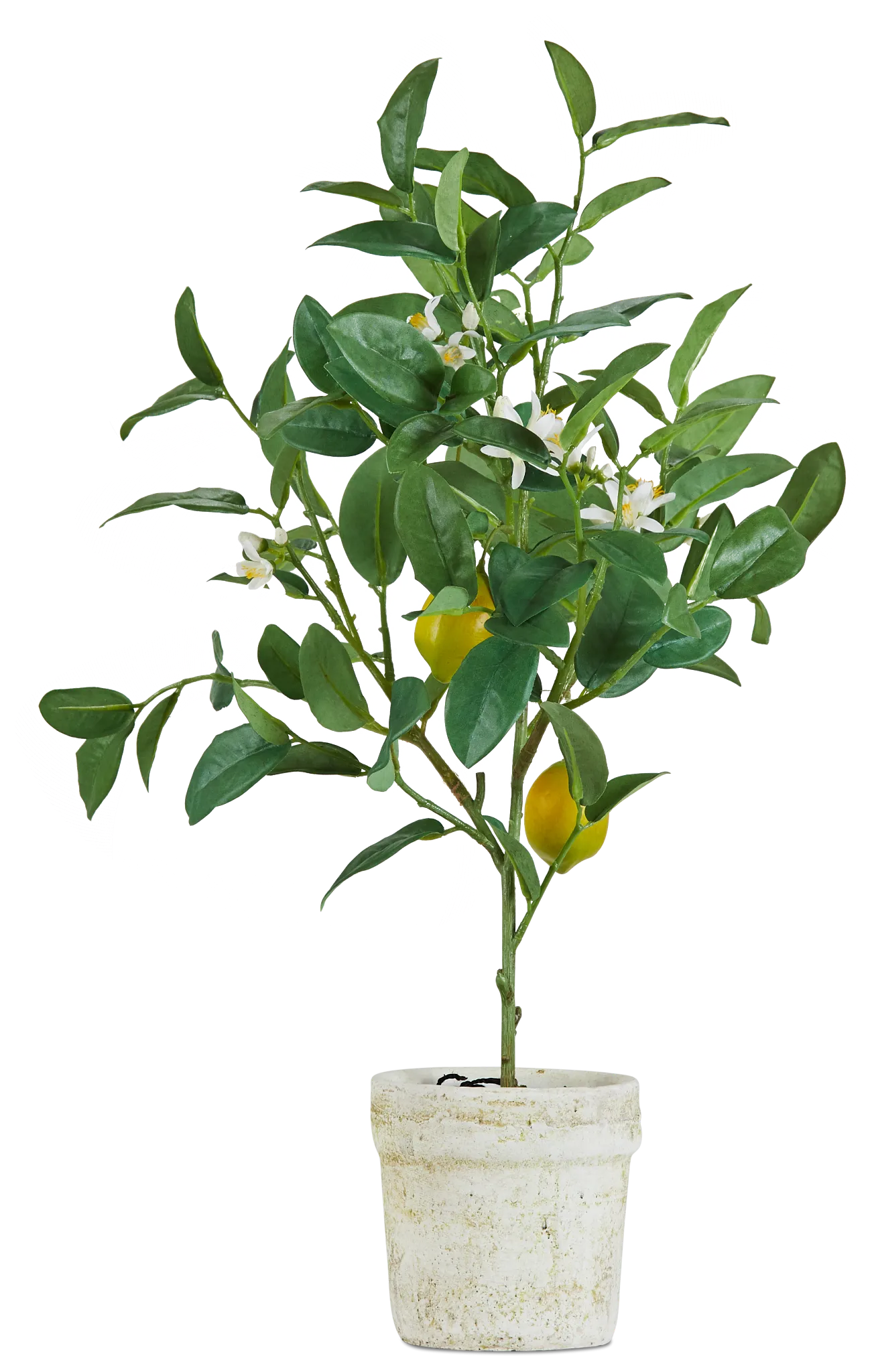Lemon Tree