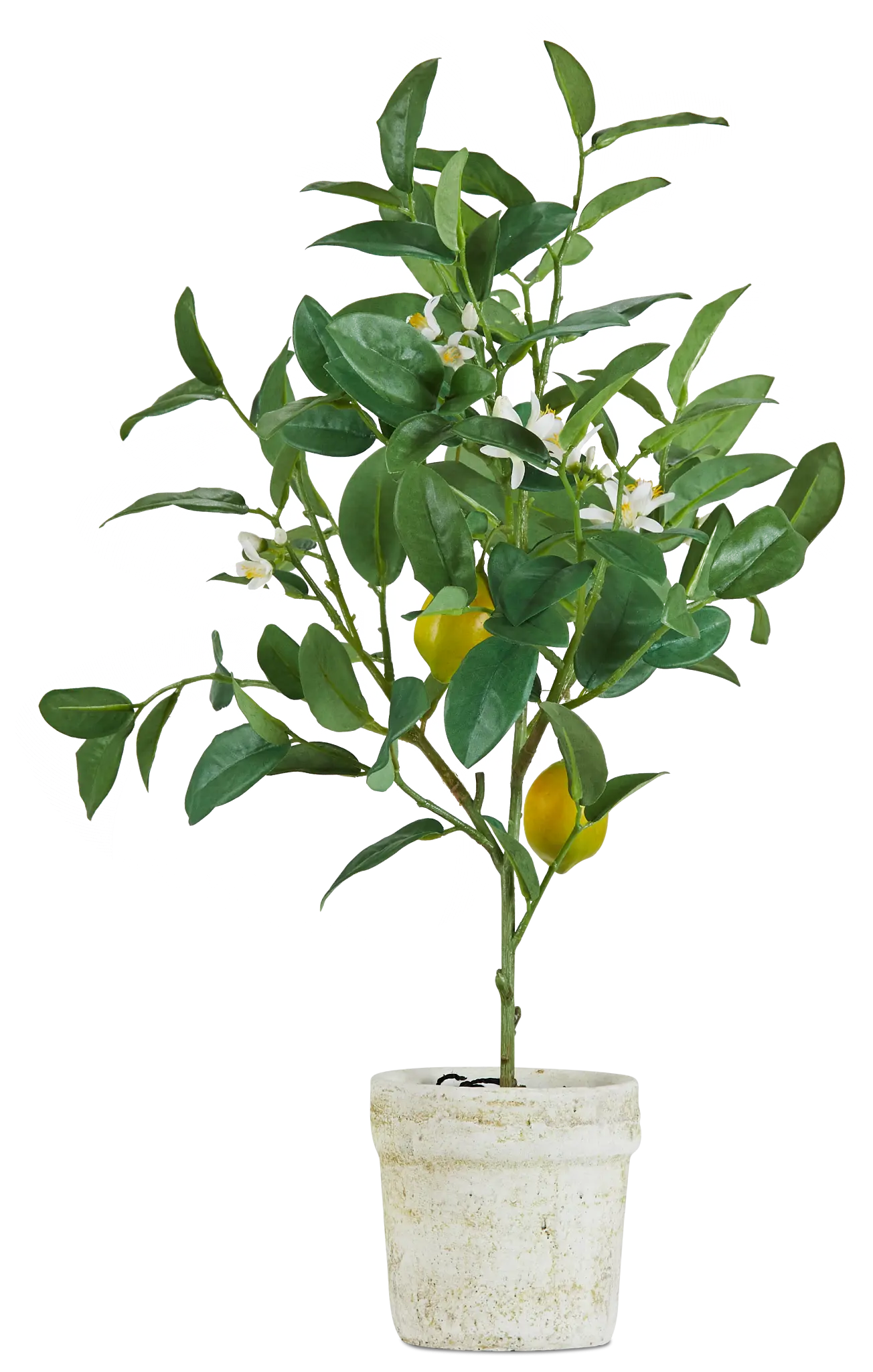 Lemon Tree Lemon Tree