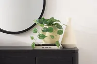 Klemens White Vase