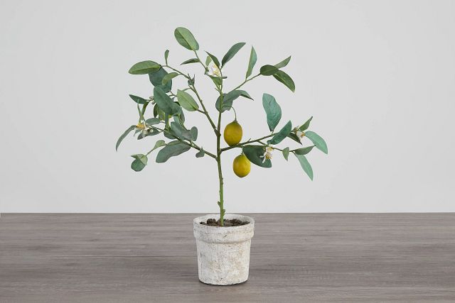 Lemon Tree