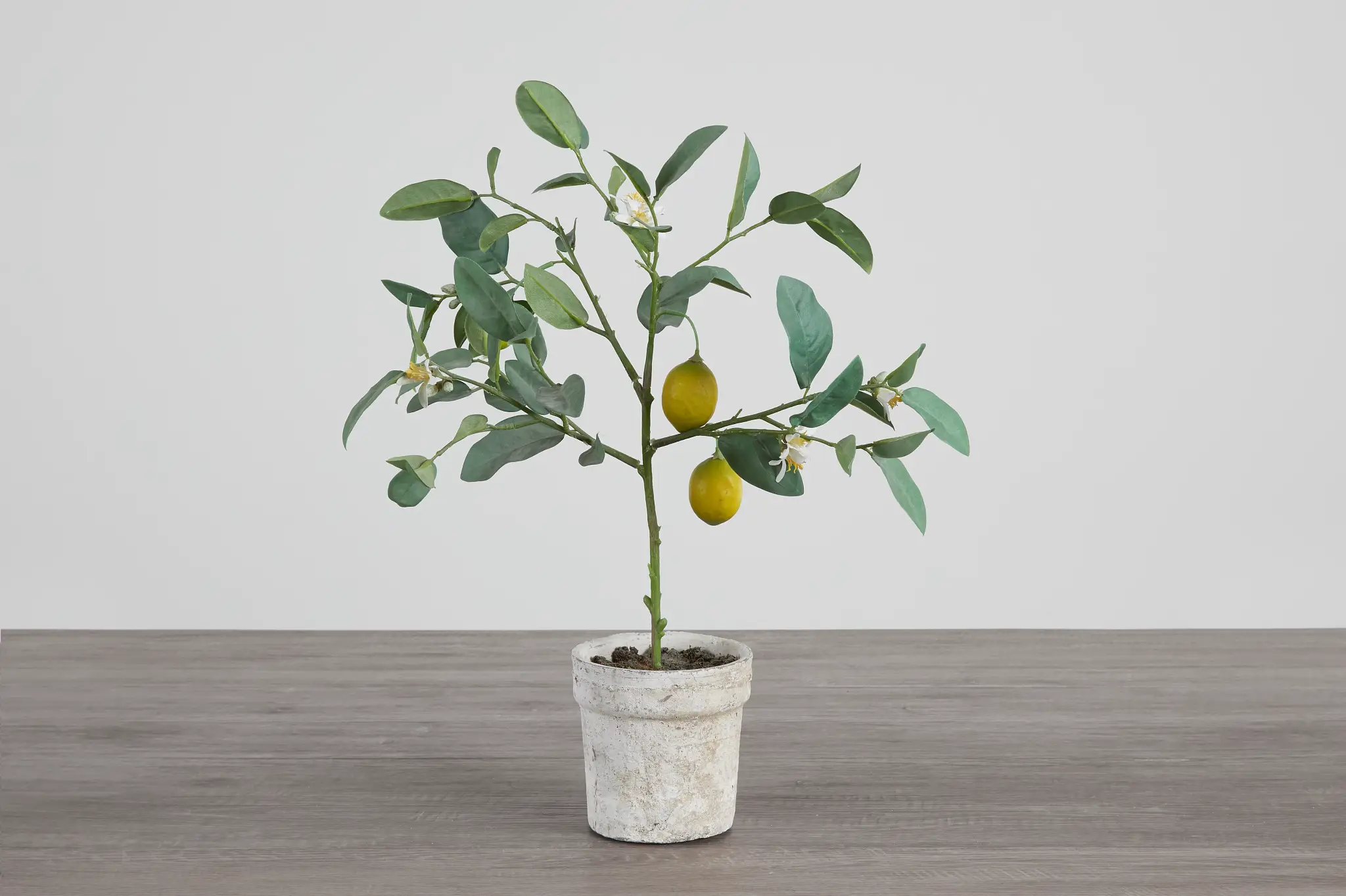 Lemon Tree Lemon Tree