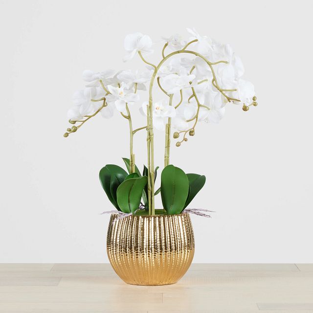 Potted Gold 24" Orchid