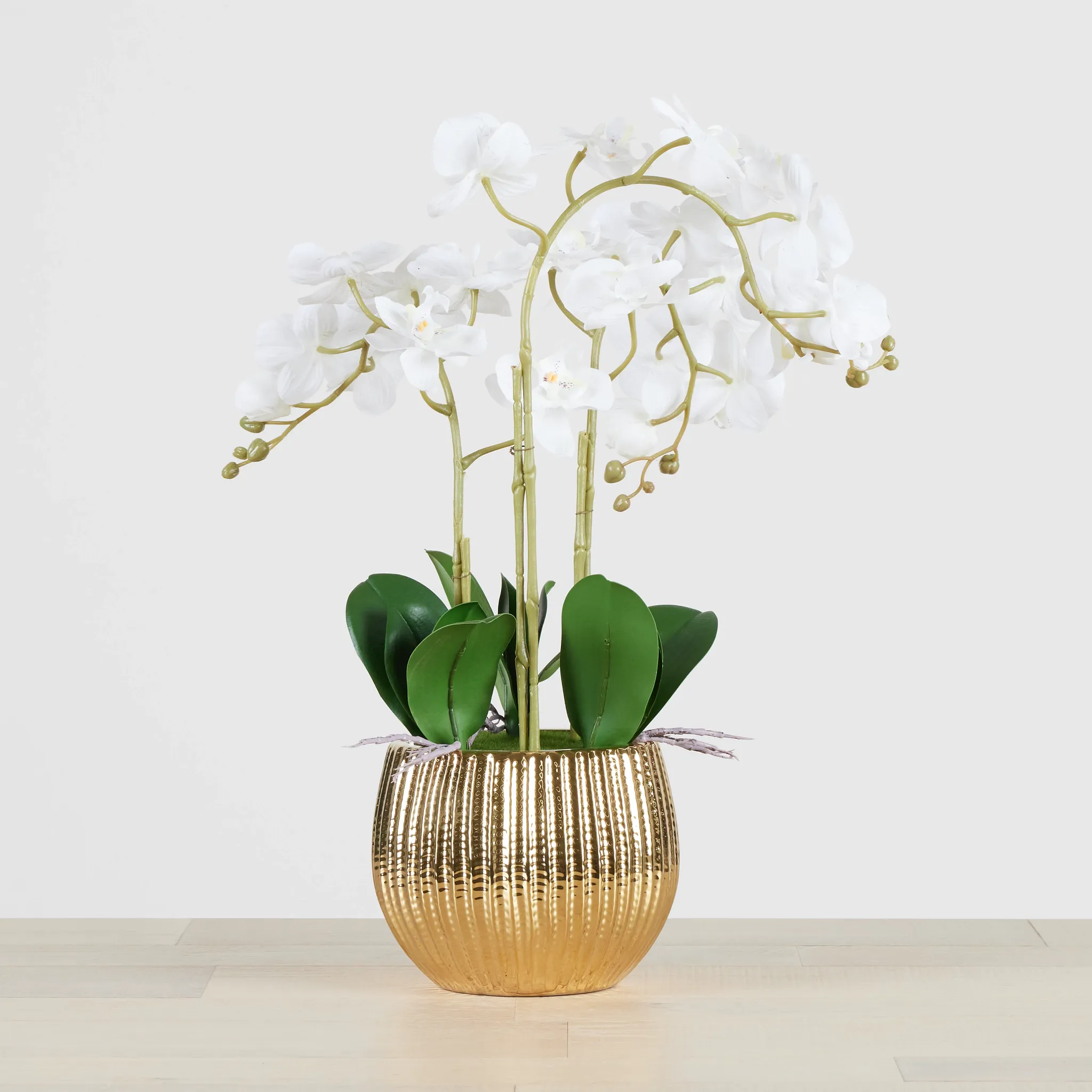Potted Gold 24" Orchid