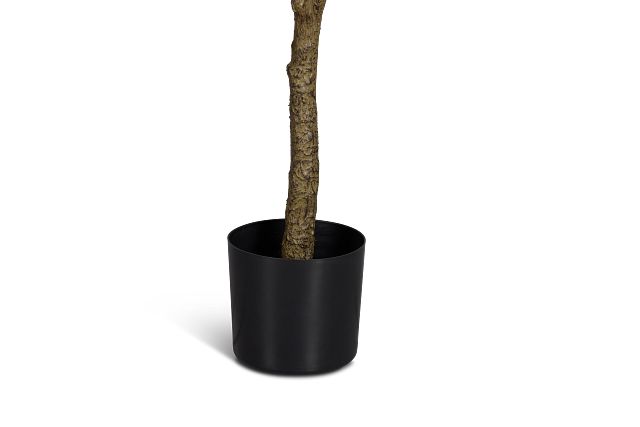 Elaeocarpus 6' Tree