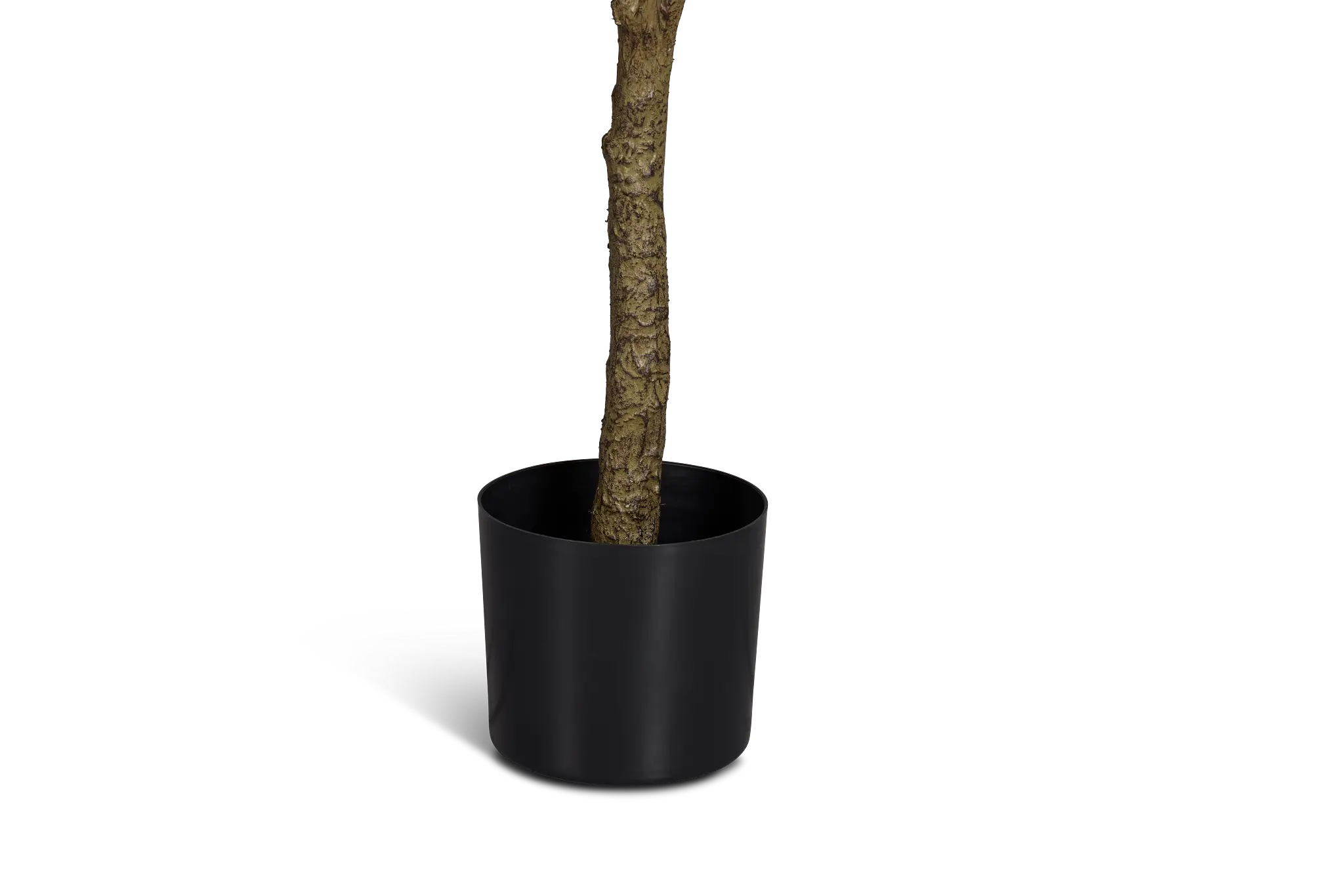 Elaeocarpus 6' Tree Elaeocarpus 6' Tree