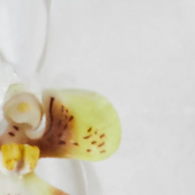 Phalaenopsis White 13" Orchid (2)