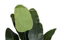 Birds Of Paradise 8' Greenery