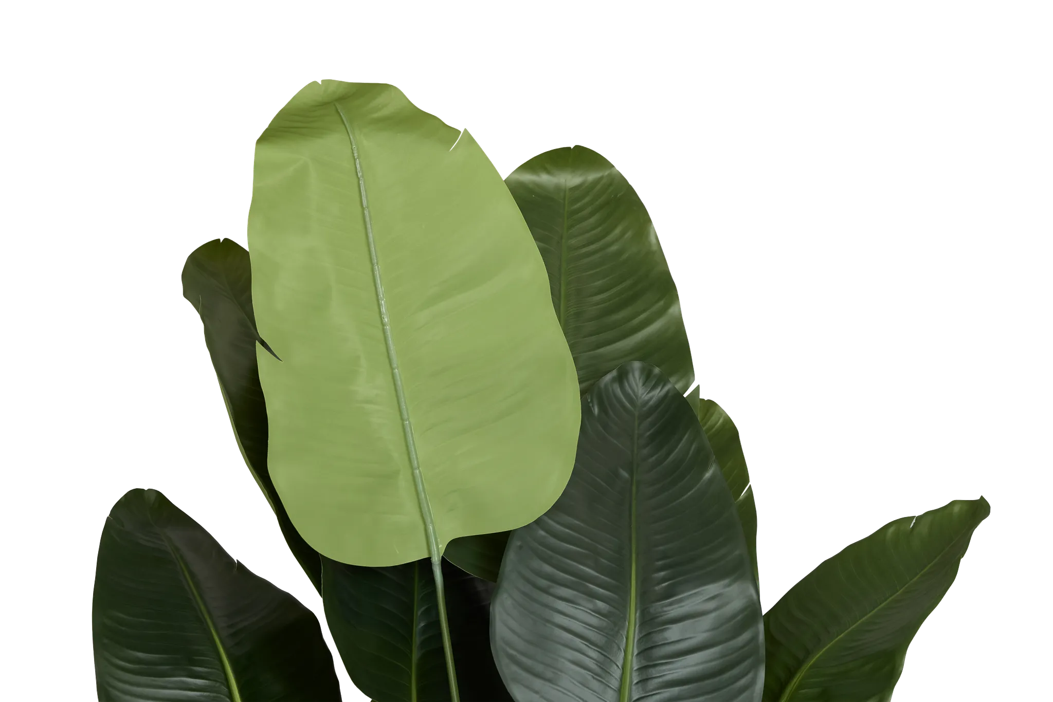 Birds Of Paradise 8' Greenery