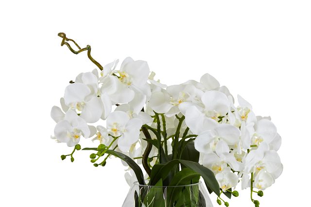 Phalaenopsis White Orchid (2)