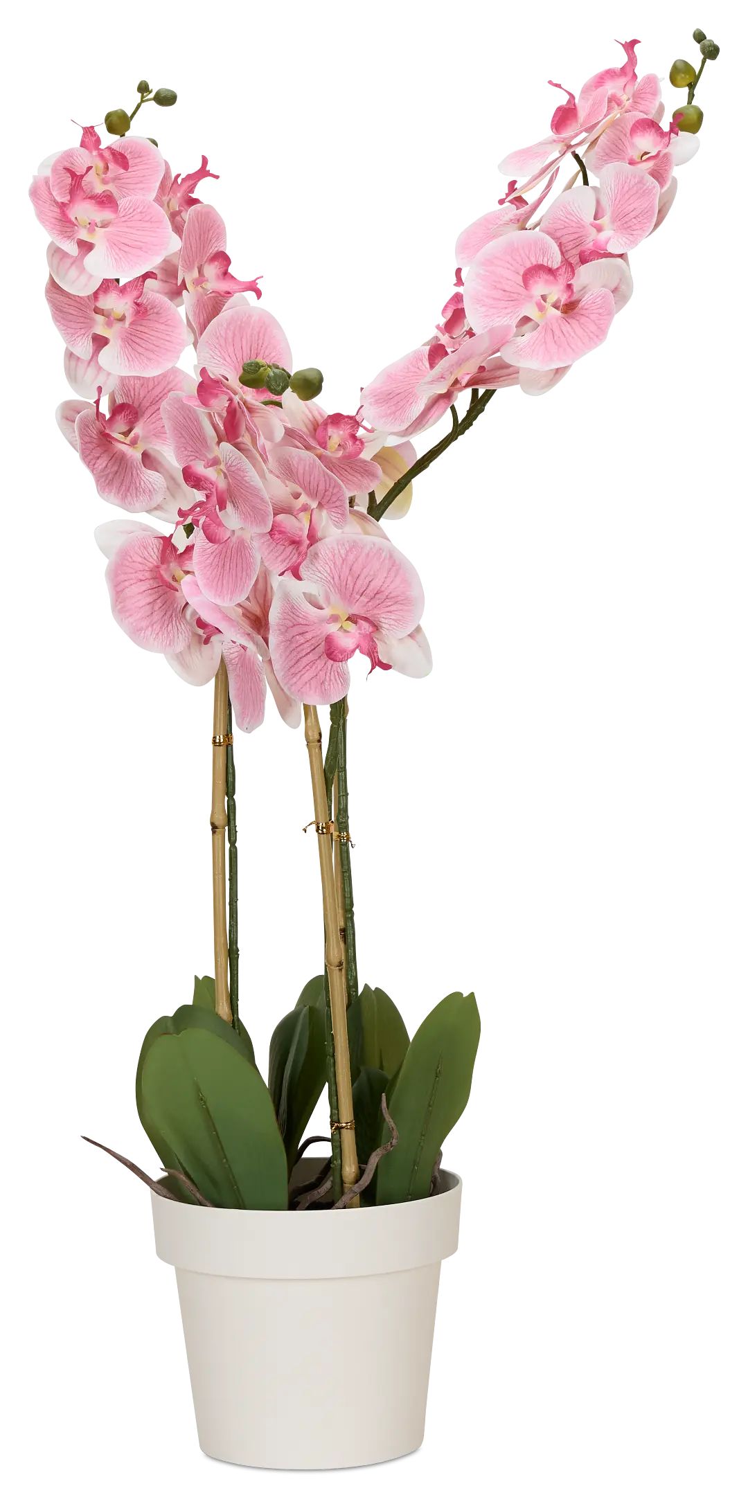 Phalaenopsis 35" Pink Orchid Phalaenopsis 35" Pink Orchid