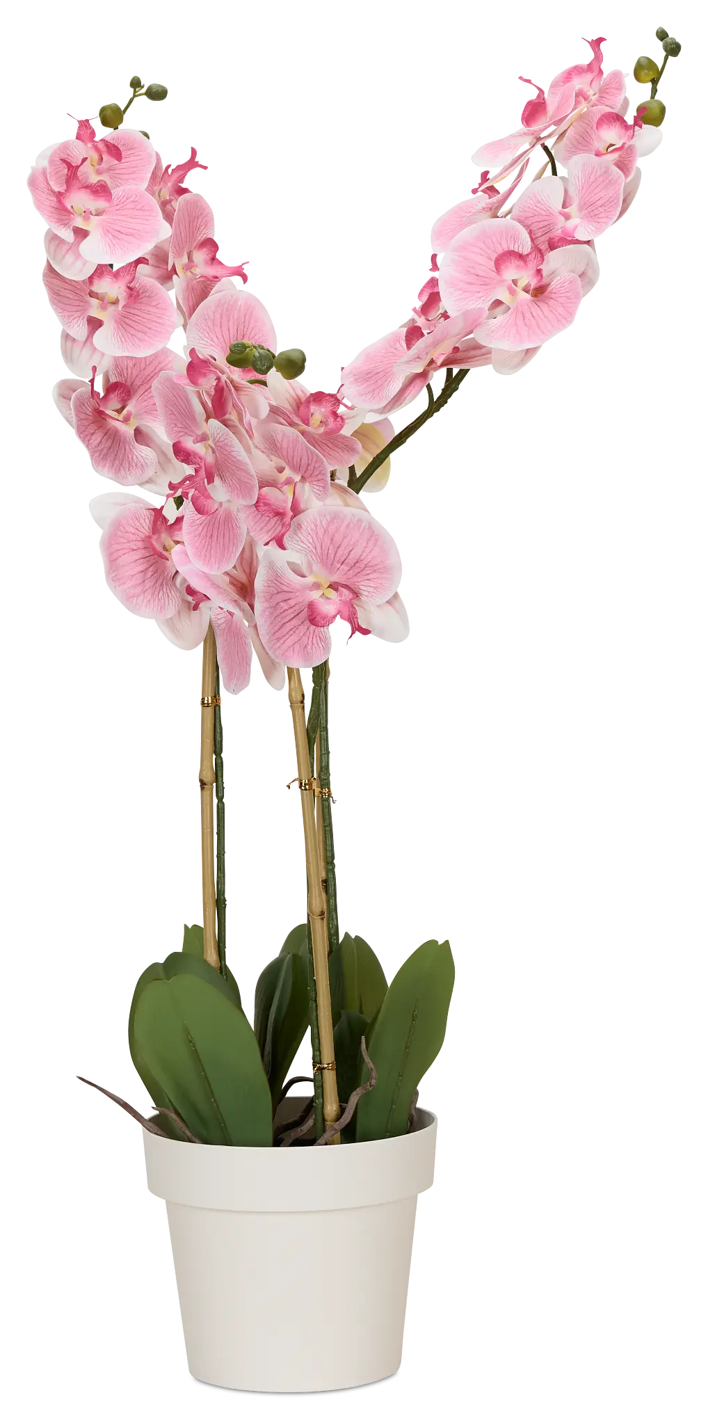 Phalaenopsis 35" Pink Orchid Phalaenopsis 35" Pink Orchid