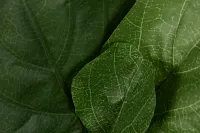 Ficus Lyrata 4' Tree