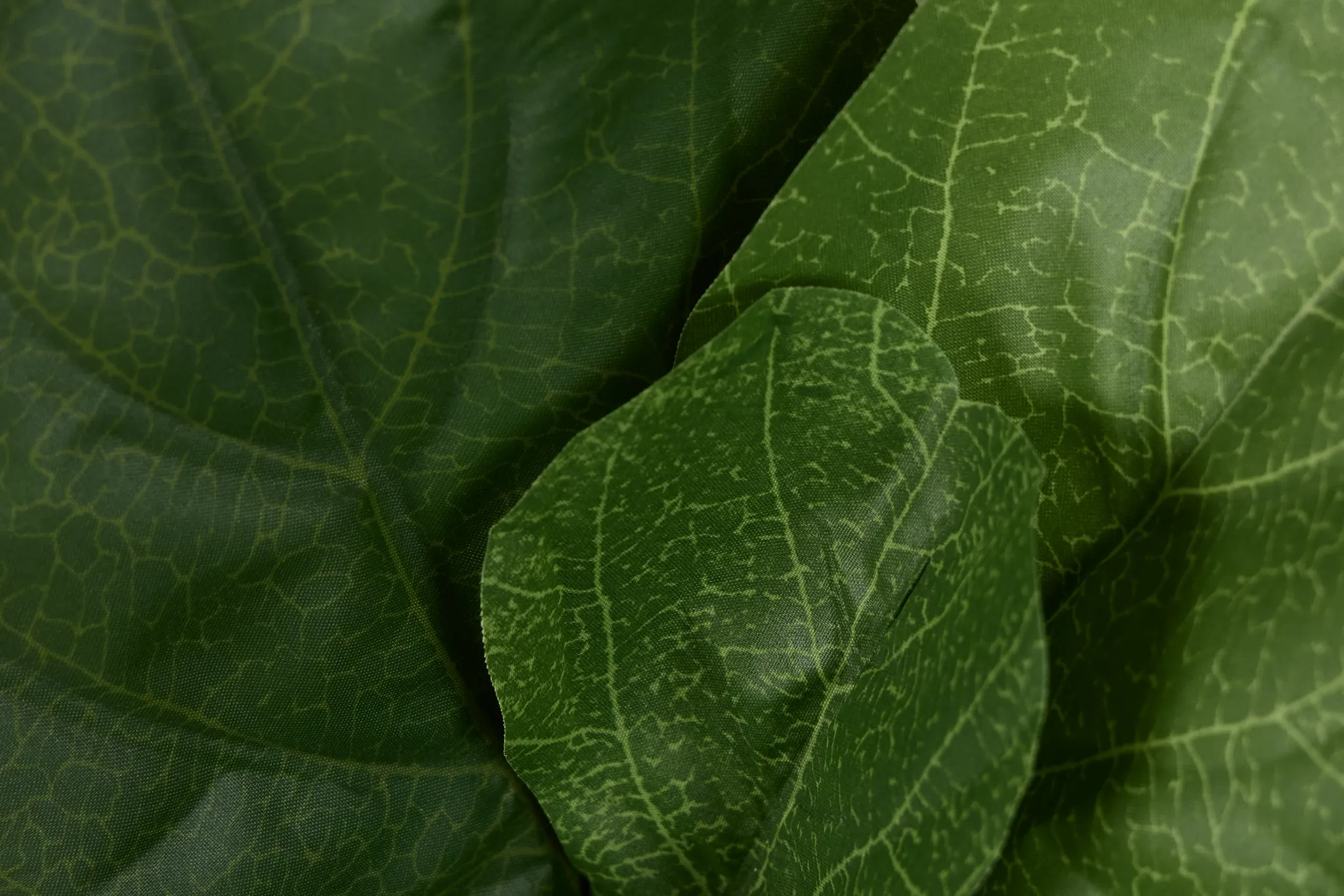 Ficus Lyrata 4' Tree