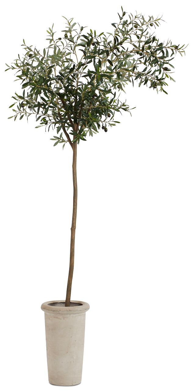 Ollie 7' Olive Tree (1)