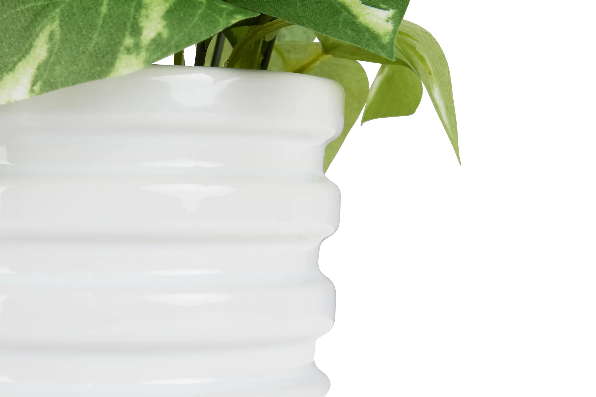 Devils Ivy 10.5" Greenery