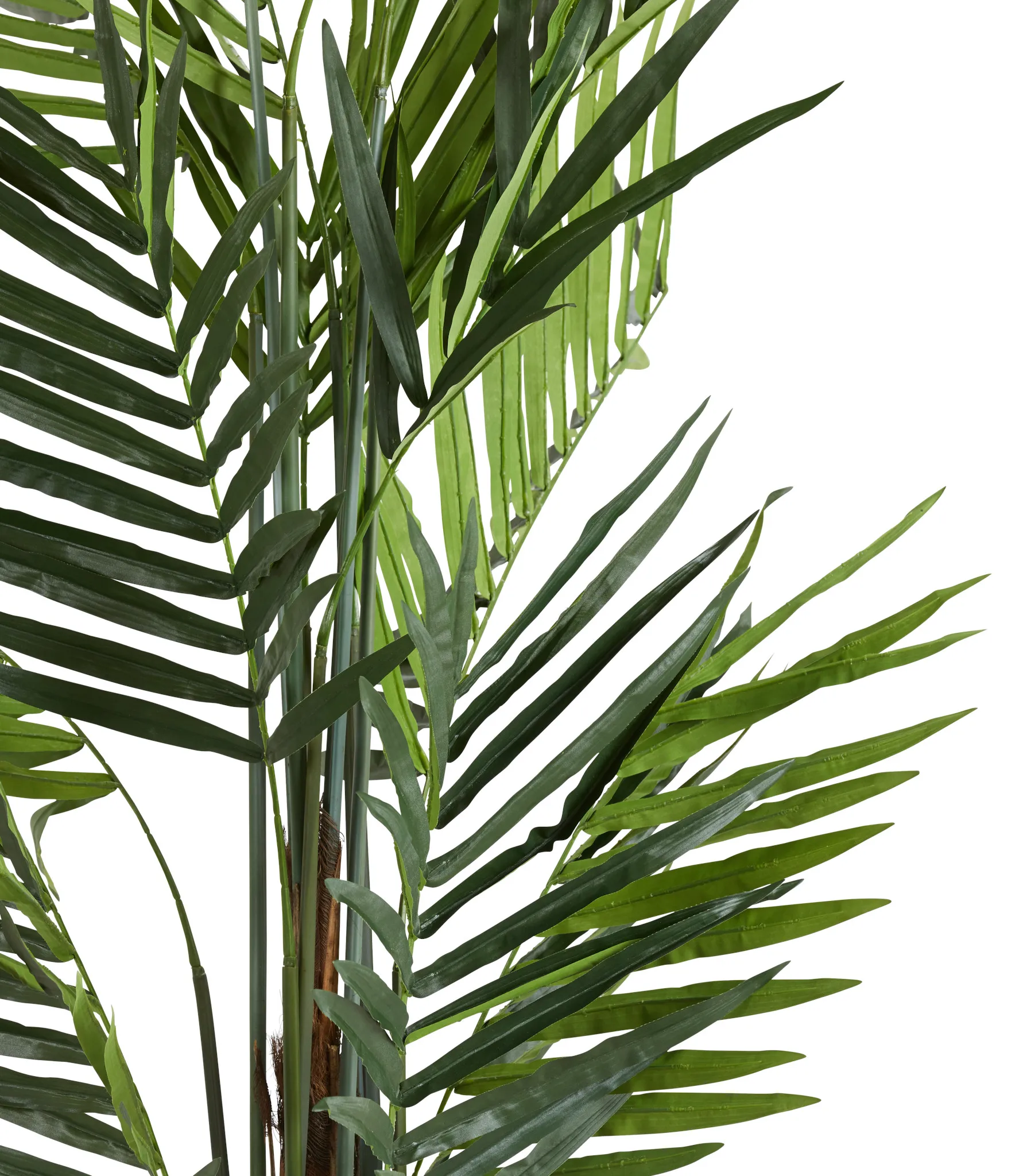 Koa 7' Palm