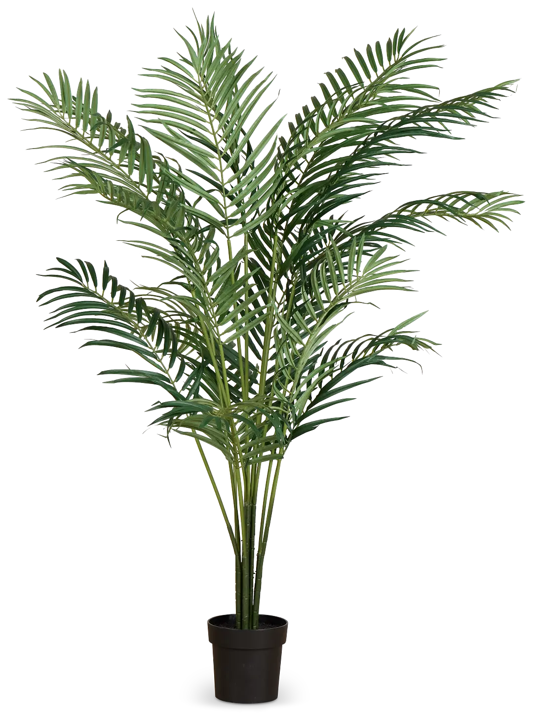 Areca Palm 6' Tree Areca Palm 6' Tree